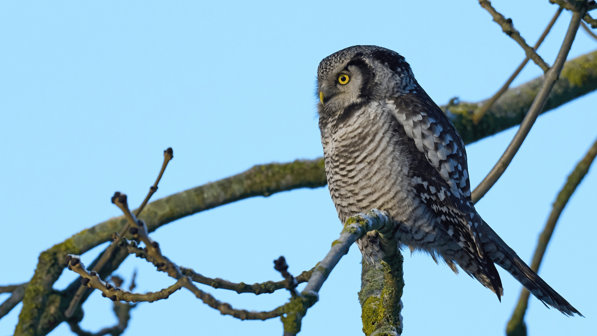 Northern Hawk Owl Northern Hawk Owl