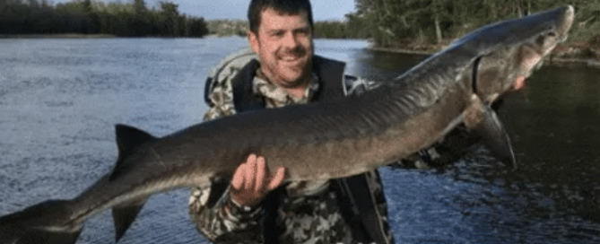 Sturgeon Caught in Crane Lake MN
